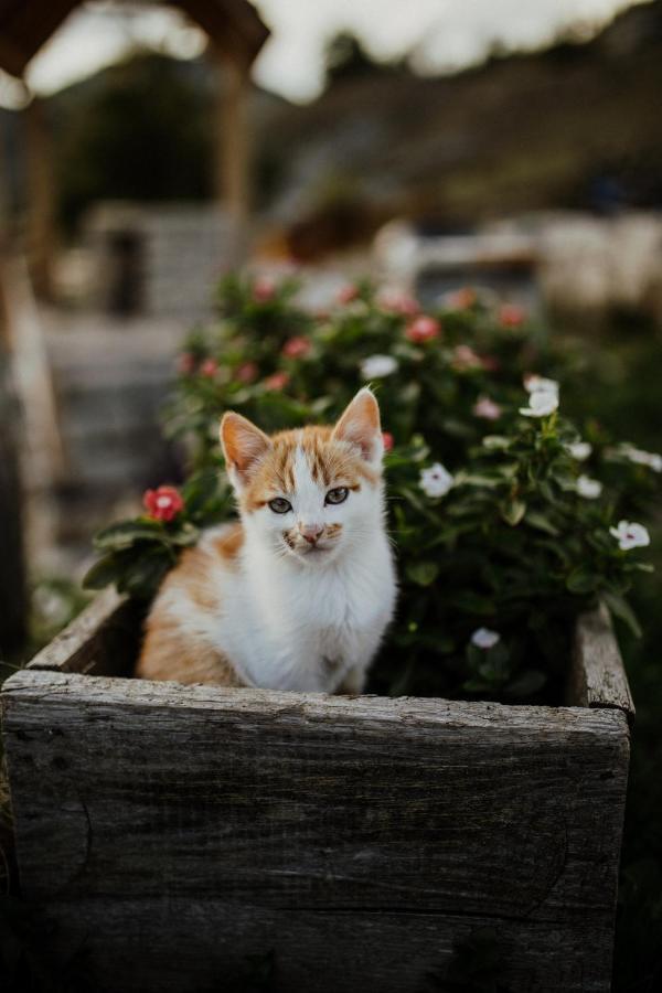 Eco Village Nevidio Poscenje エクステリア 写真